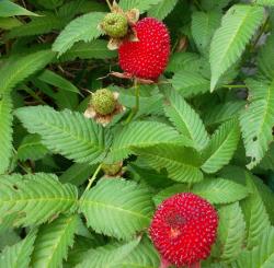 Mauritius-Himbeere Mauritius-Himbeere