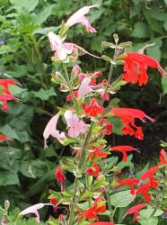 Salbei lachsrosa und rot Salbei lachsrosa und rot