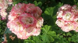 Rosenpelargonie Rosenpelargonie