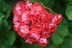 Rosenpelargonie Rosenpelargonie