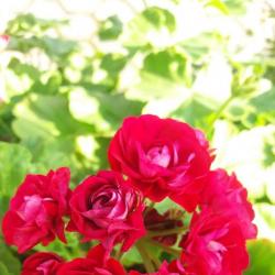 Rosenpelargonie Rosenpelargonie