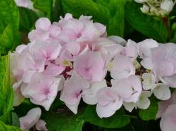 Tellerhortensie 'White Spirit' Tellerhortensie 'White Spirit'