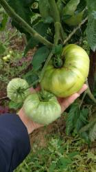 Tomate Babuschka Tomate Babuschka
