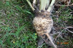 Pastinake Pastinake
