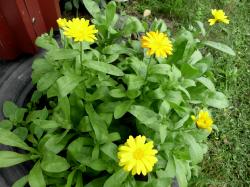 Ringelblume Ringelblume