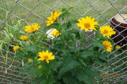 Staudensonnenblume Staudensonnenblume