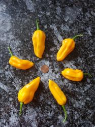 Chili Bhut Jolokia yellow Chili Bhut Jolokia yellow