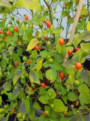 Chiltepin - Chili Chiltepin - Chili