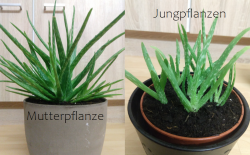 Zwei Aloe Vera Jungpflanzen Zwei Aloe Vera Jungpflanzen
