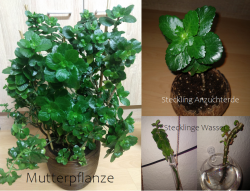 Zwei Kalanchoe blossfeldiana Stecklinge Zwei Kalanchoe blossfeldiana Stecklinge