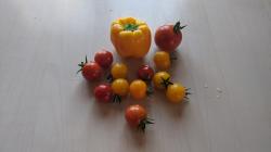 Tomate Sunviva Tomate Sunviva