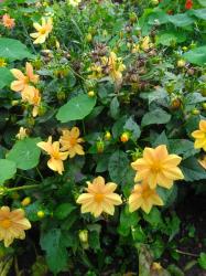 Üppige Dahlie, schlichtes Orange, niedrig Üppige Dahlie, schlichtes Orange, niedrig