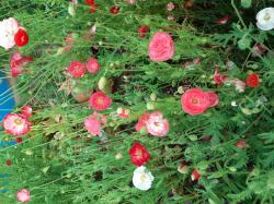 Einjähriger Mohn, einfach Einjähriger Mohn, einfach