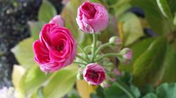 3 Stecklinge von Rosebud-Pelargonien 3 Stecklinge von Rosebud-Pelargonien