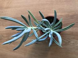 Senecio Aquarine (Mount Everest) Senecio Aquarine (Mount Everest)