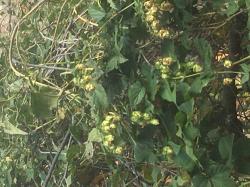 Echter Hopfen Echter Hopfen