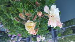 Pelargonie Zonartic zwei unbewurzelte Stecklinge Pelargonie Zonartic zwei unbewurzelte Stecklinge