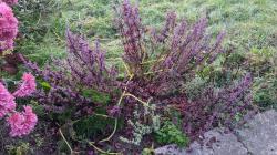 Shiso Perilla rot Shiso Perilla rot