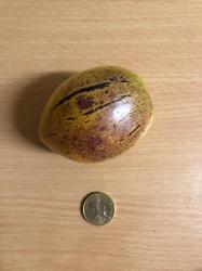 Melonenbirne-Pepino Melonenbirne-Pepino