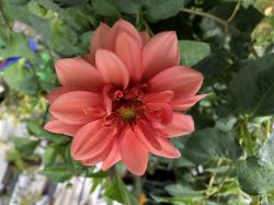 Dahlie orange Dahlie orange