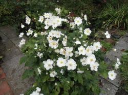 Herbstanemone rosa und weiß Herbstanemone rosa und weiß