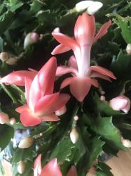 Weihnachtskaktus, lachsrosa Blüten Weihnachtskaktus, lachsrosa Blüten