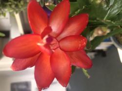Schlumbergera - Thor Wild Cactus - rot Schlumbergera - Thor Wild Cactus - rot