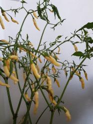 Chili Aribibbi Gusano Chili Aribibbi Gusano