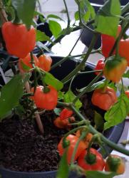 Chili Habanero Mexican orange Chili Habanero Mexican orange