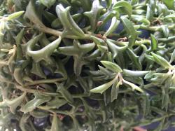 Senecio Peregrinus Senecio Peregrinus