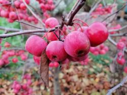 Rote Zieräpfel Rote Zieräpfel