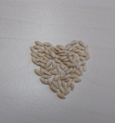 Igelgurke Samen Igelgurke Samen