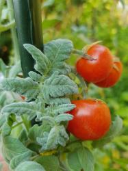 Tomate Angora Super Sweet Tomate Angora Super Sweet