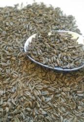 Fenchel Fenchel