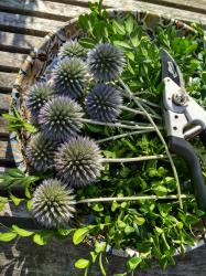 30 Stck Kugeldistel Samen 30 Stck Kugeldistel Samen