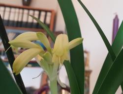 Clivia für tarentina Clivia für tarentina