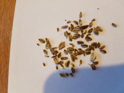 Pastinake - Aromata Pastinake - Aromata