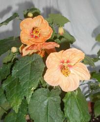 Bella Abutilon Bella Abutilon