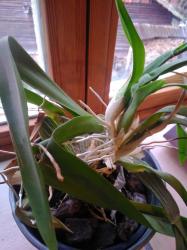 Oncidium Orchidee mit Ableger Oncidium Orchidee mit Ableger