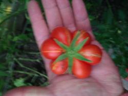 Reisetomate Reisetomate