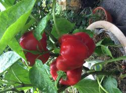 Blockpaprika, rot, knackig Blockpaprika, rot, knackig