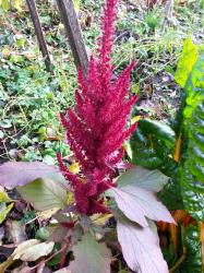 Amaranth/Fuchsschwanz Amaranth/Fuchsschwanz