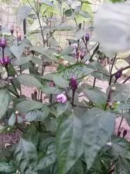 Chili 'Lila Luzi' Chili 'Lila Luzi'