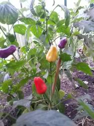 Chili 'Chinese-5-Colours' Chili 'Chinese-5-Colours'