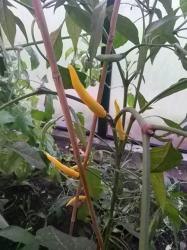 milde Chili milde Chili