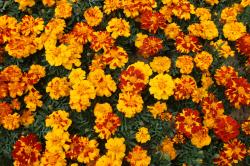 Studentenblumen Studentenblumen