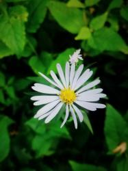 * Aster * * Aster *