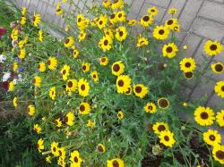Wucherblume Saat Wucherblume Saat