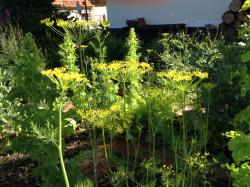 Gewürzfenchel (6-8 Samen) Gewürzfenchel (6-8 Samen)
