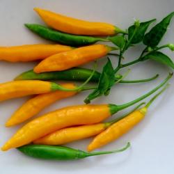 Criolla Sella Chilisamen Criolla Sella Chilisamen